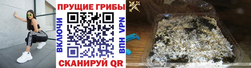 Псилоцибиновые грибы ЛСД  Багратионовск 